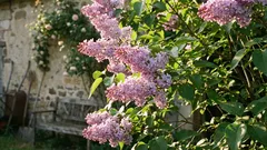 Sireeni, joka kasvaa ja kukkii ongelmitta – tärkeitä vinkkejä jokaiselle puutarhurille