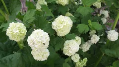 Leikattiin – eikä kukkinut: mitä pensaita ei pidä leikata keväällä