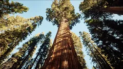 2 000 vuotta elämää: tarina puusta, joka on selvinnyt aikakausien vaihtuessa