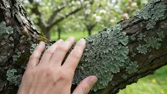 Nämä täplät omenapuissa ja päärynöissä voivat kertoa paljon puutarhasi kunnosta – ja siitä on enemmän hyötyä kuin luuletkaan